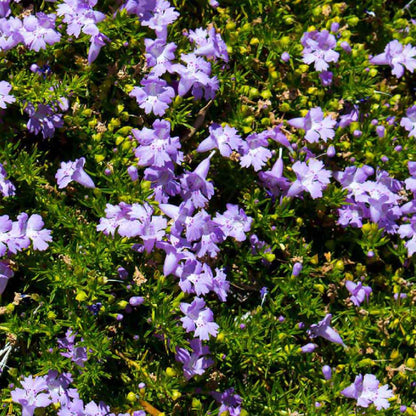 Purple Snake Bush - Ground cover plant