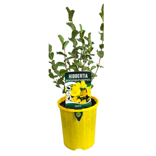 Hibbertia porongurupensis