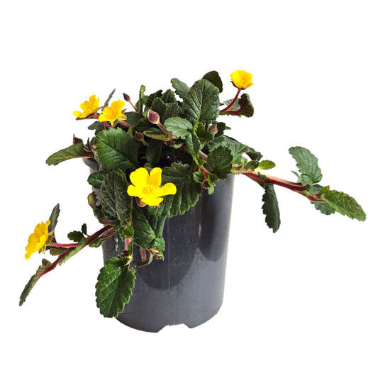 Hibbertia grossularifolia