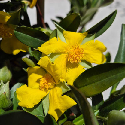Close-up of yellow flowers with green leaves on a blurred background