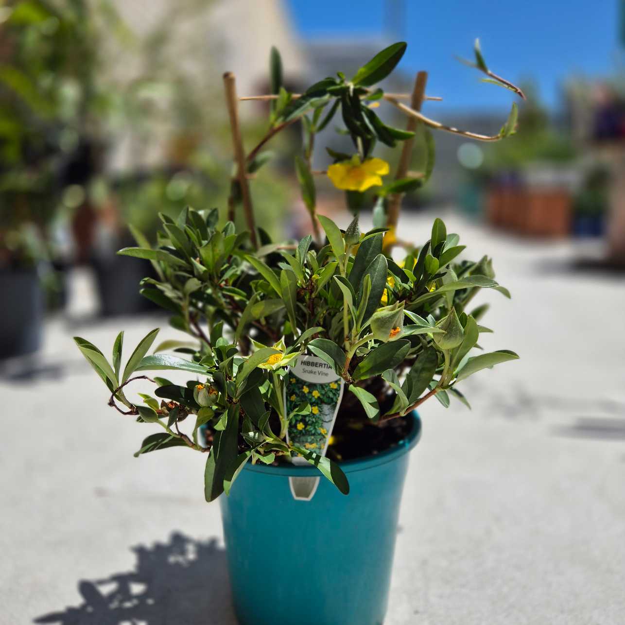 Potted plant with a yellow flower in a blue pot on a blurred background