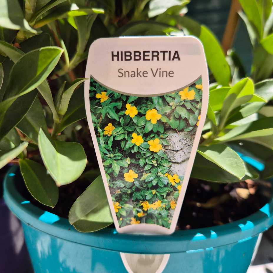 Hibbertia snake vine plant label on a pot with green leaves