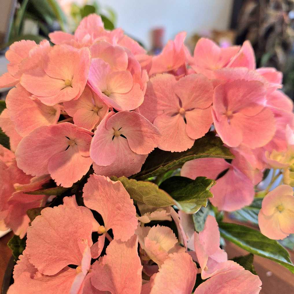 Close-up of pink flowers with a blurred background