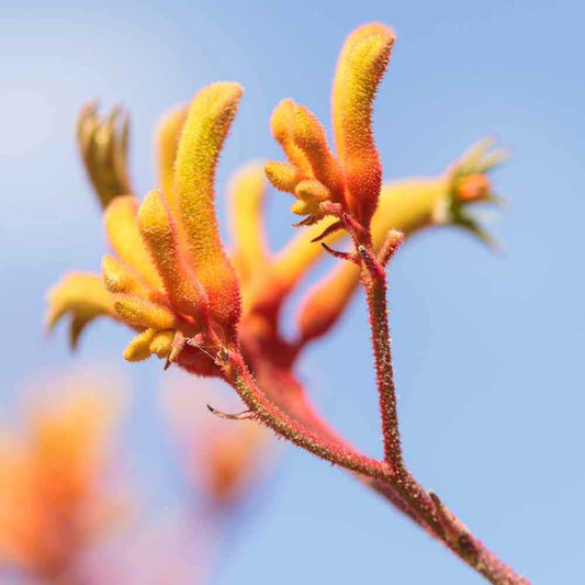 Yellow Kangaroo Paw | Anigozanthos flavidus