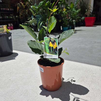 Potted plant with a Kennedia tag on a concrete surface