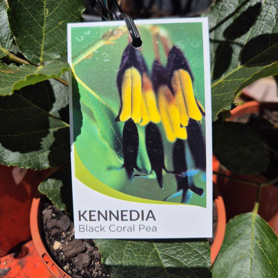 Kennedia Black Coral Pea plant tag with green leaves and colorful flowers.
