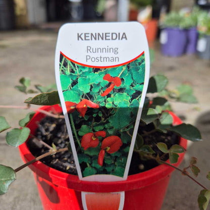 Potted plant with a Kennedia Running Postman label in the foreground, blurred pots in the background.