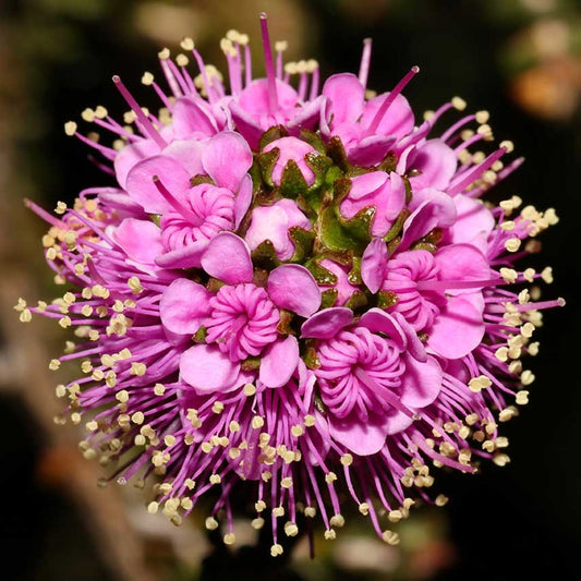 Kunzea recurva