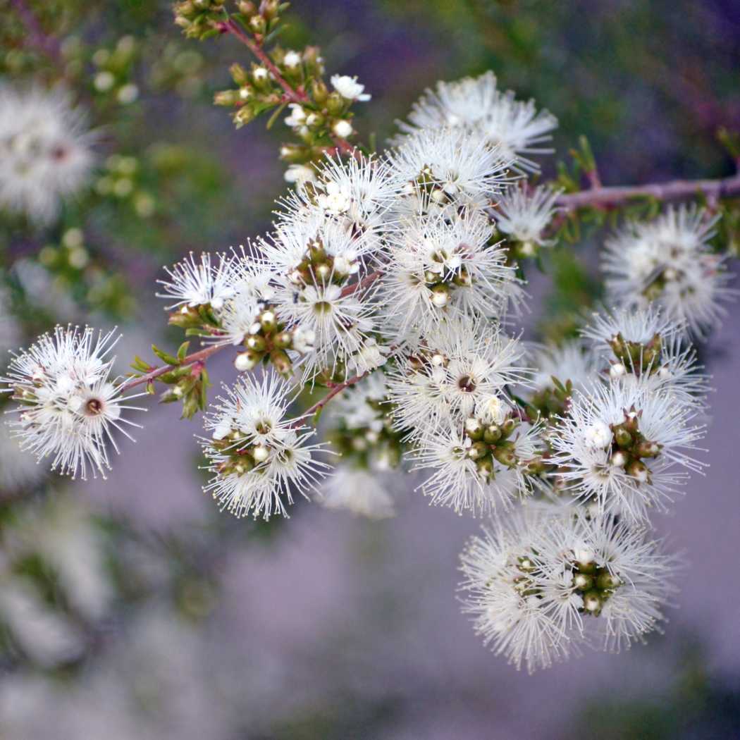 Close-up of white flowers on a blurred natural background