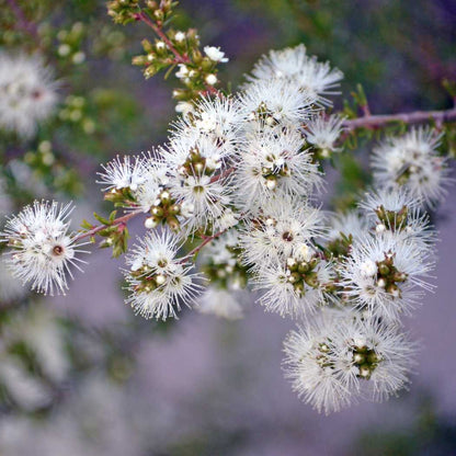 Close-up of white flowers on a blurred natural background