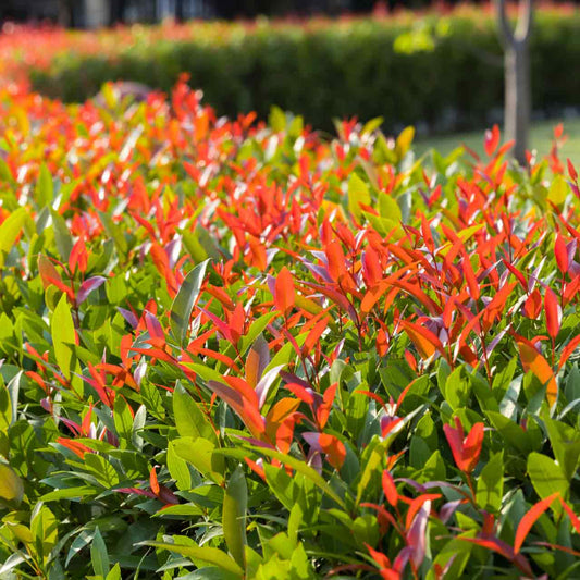 Lilly Pilly 'Hinterland Gold' Hedge Plant