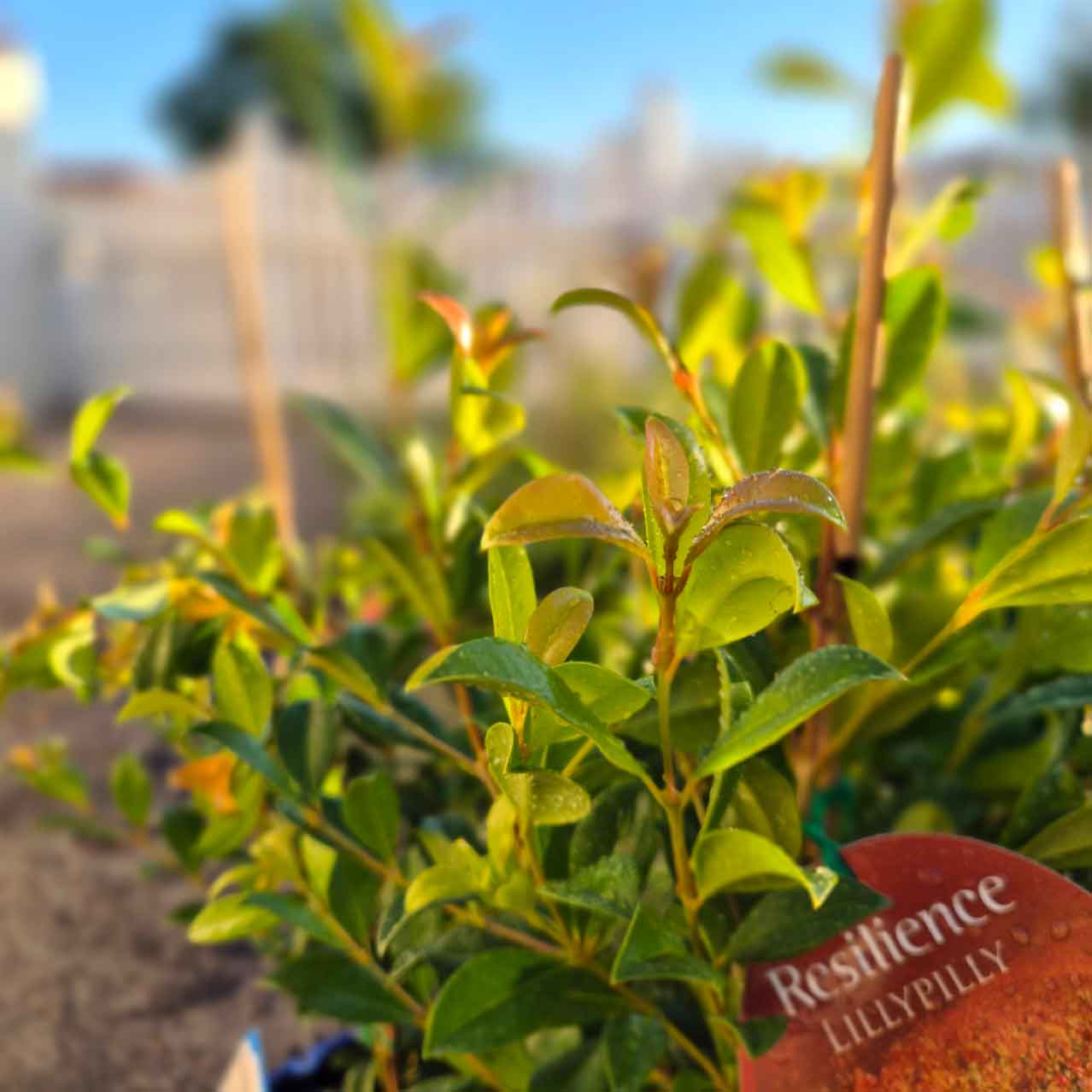 Lilly Pilly Australe 'Resilience'