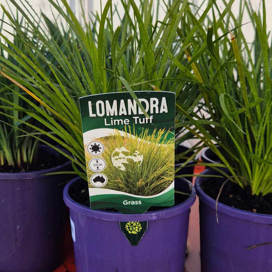 Potted plants with a Lomandra Lime Turf label on a red surface.