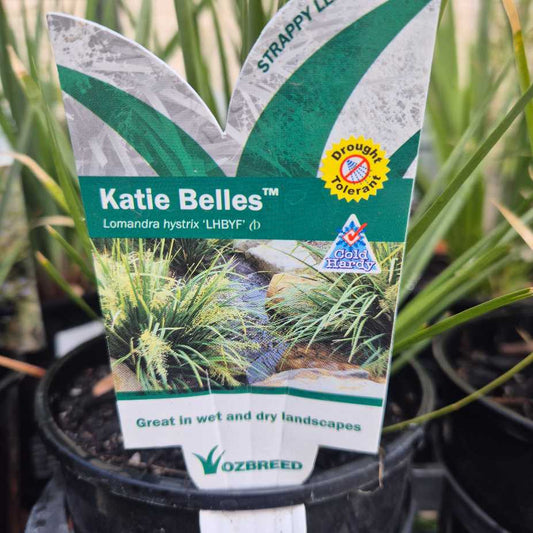 Lomandra Katie Belles
