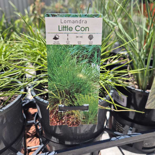 Potted Lomandra 'Little Con' plant with packaging label among other plants.