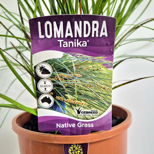 A potted Lomandra Tanika native grass plant with its purple and white branded tag visible, set in a terracotta pot against a light background.