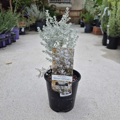Potted plant labeled 'Silver Ghost' in a garden center setting