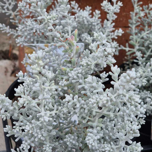 Close-up of a potted plant with white, fuzzy foliage.