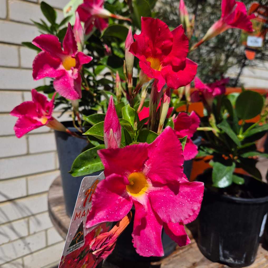 Potted plant with bright pink flowers in front of a brick wall