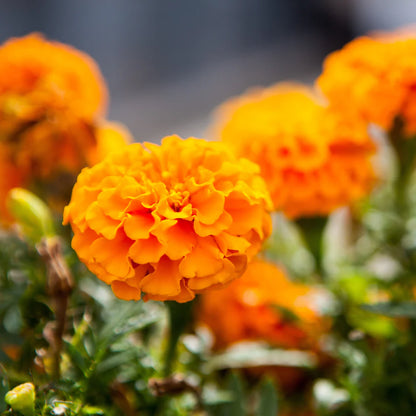 Marigold "Petit Series Mixed" Heirloom Seeds