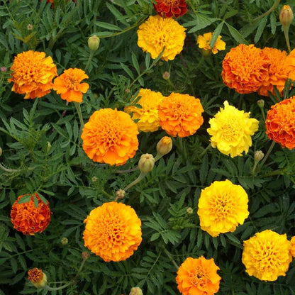 Marigold "Petit Series Mixed" Heirloom Seeds