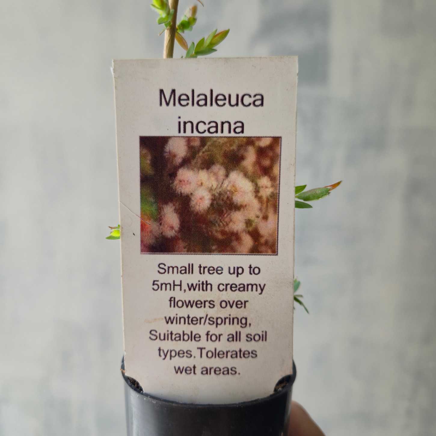 close up of melaleuca-incana plant label