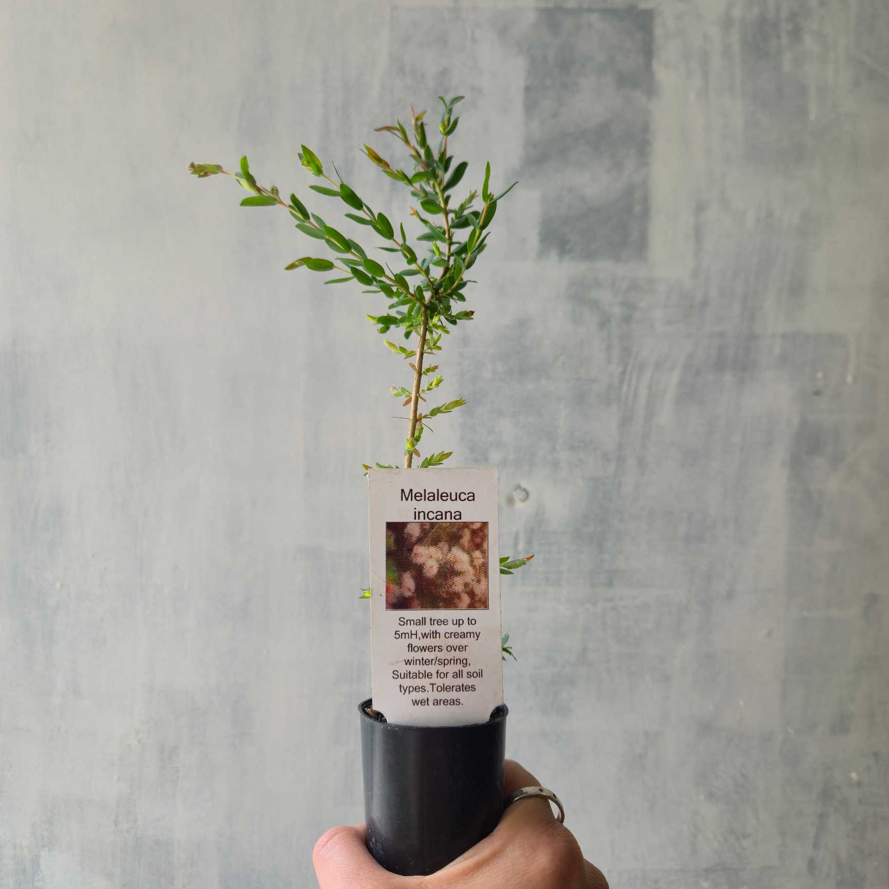 tubestock of melaleuca-incana held by hand against rough white background