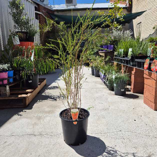 Potted plant in a garden center with various plants and pots around