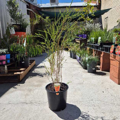 Potted plant in a garden center with various plants and pots around