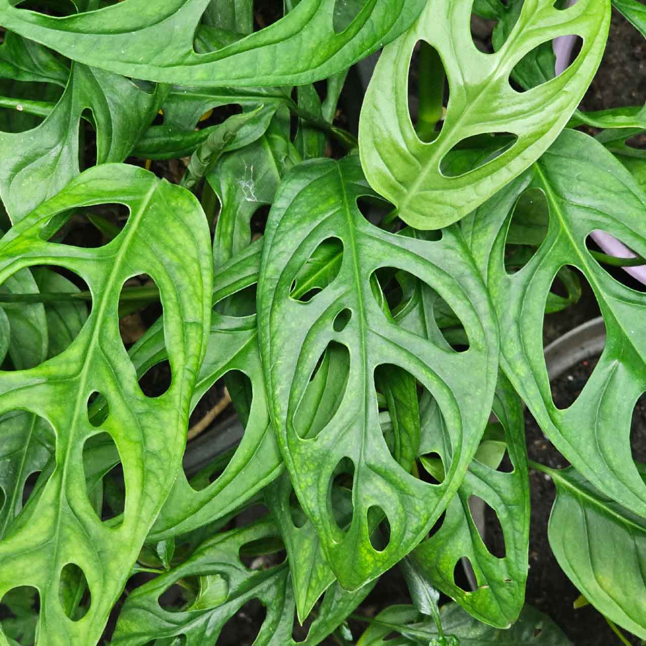 A close up of monstera monkey mask indoor plant leaves.