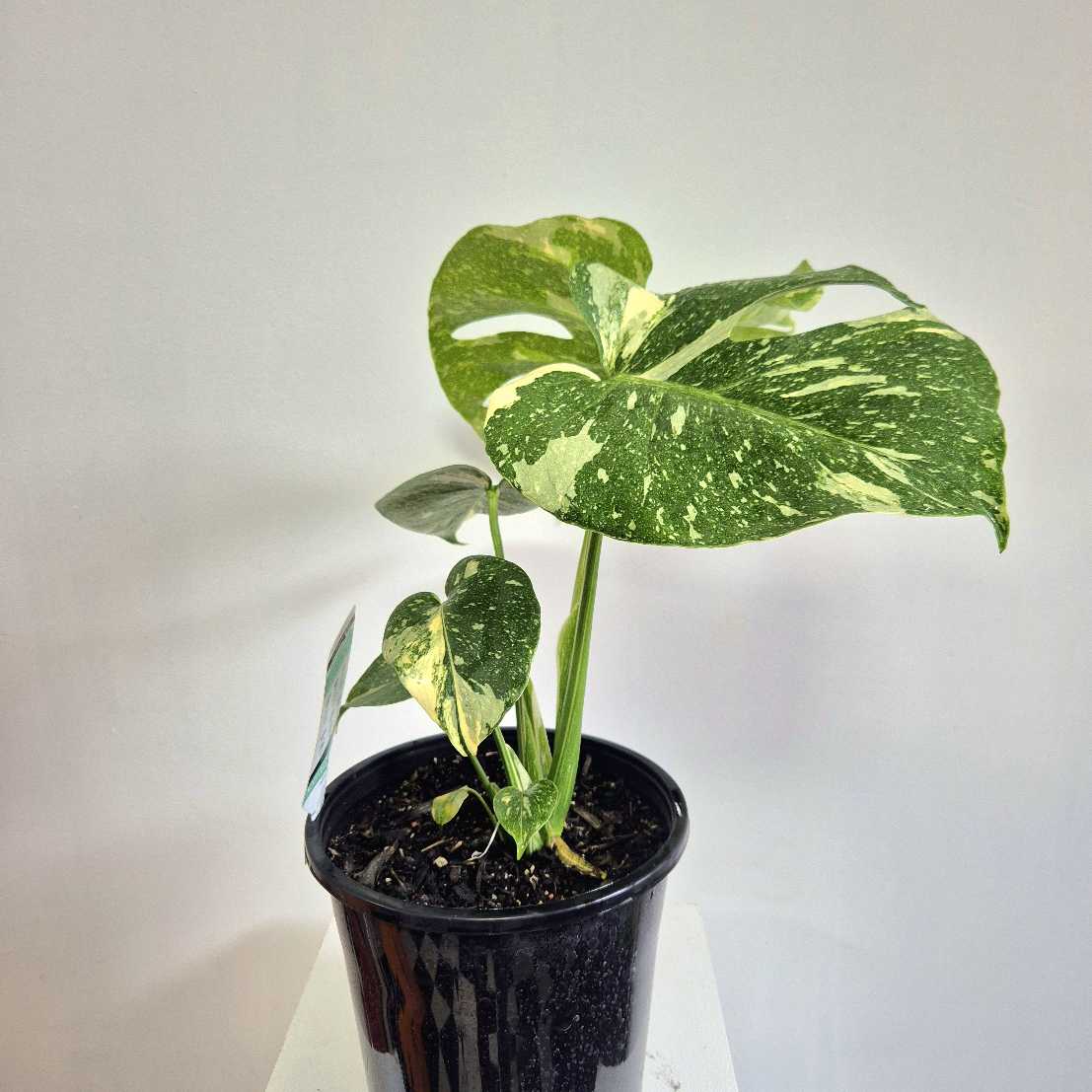 Potted plant with large green leaves on a plain background