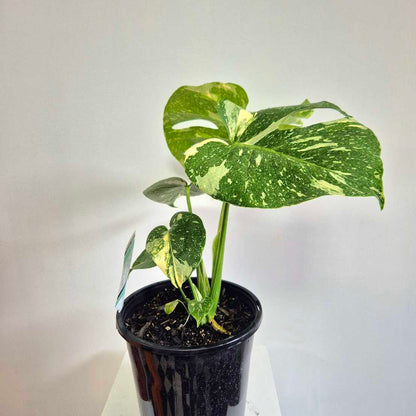 Potted plant with large green leaves on a plain background