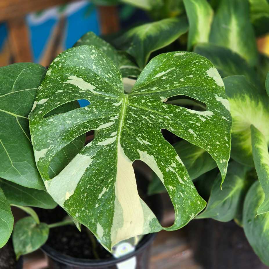 Close-up of a green leaf with white spots, likely from a Monstera plant, in a pot.
