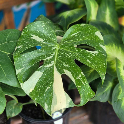Close-up of a green leaf with white spots, likely from a Monstera plant, in a pot.