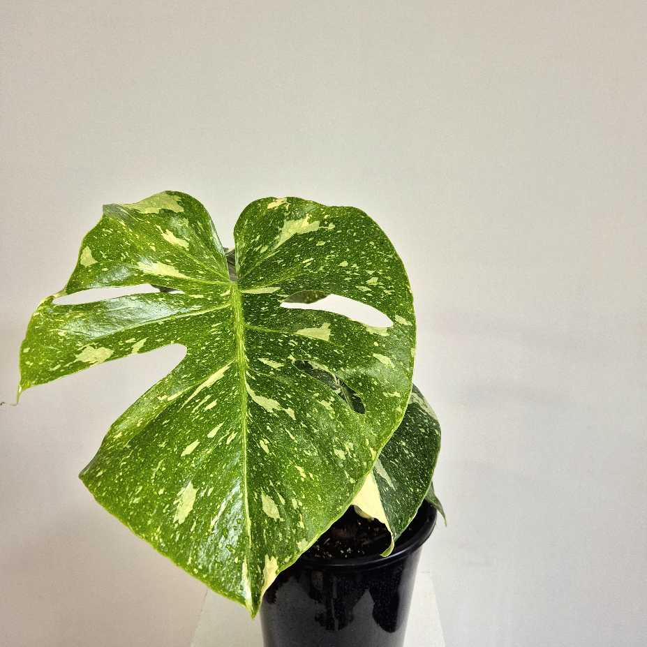 Potted plant with large green leaf on a plain background