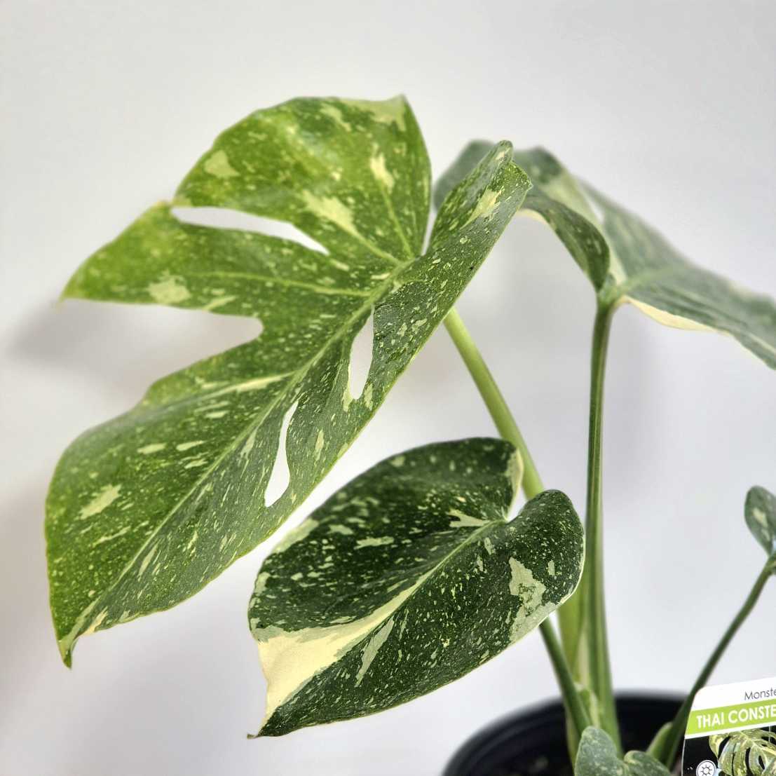 Close-up of a potted plant with green and yellow leaves on a white background