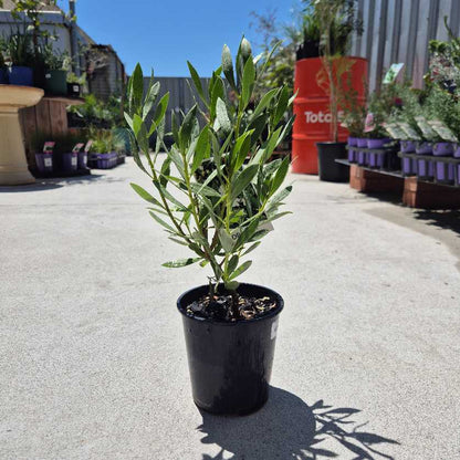 Potted plant in a garden center setting with other plants and a red container in the background.