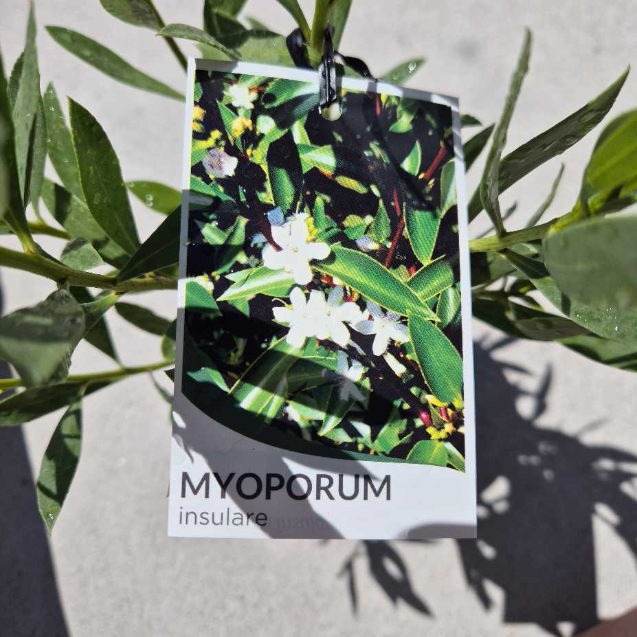 Card with plant image and 'MYOPORUM insulare' text, surrounded by green leaves.