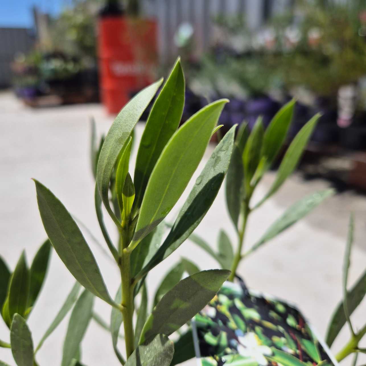 Close-up of green leaves with a blurred garden background
