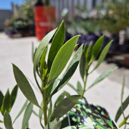 Close-up of green leaves with a blurred garden background