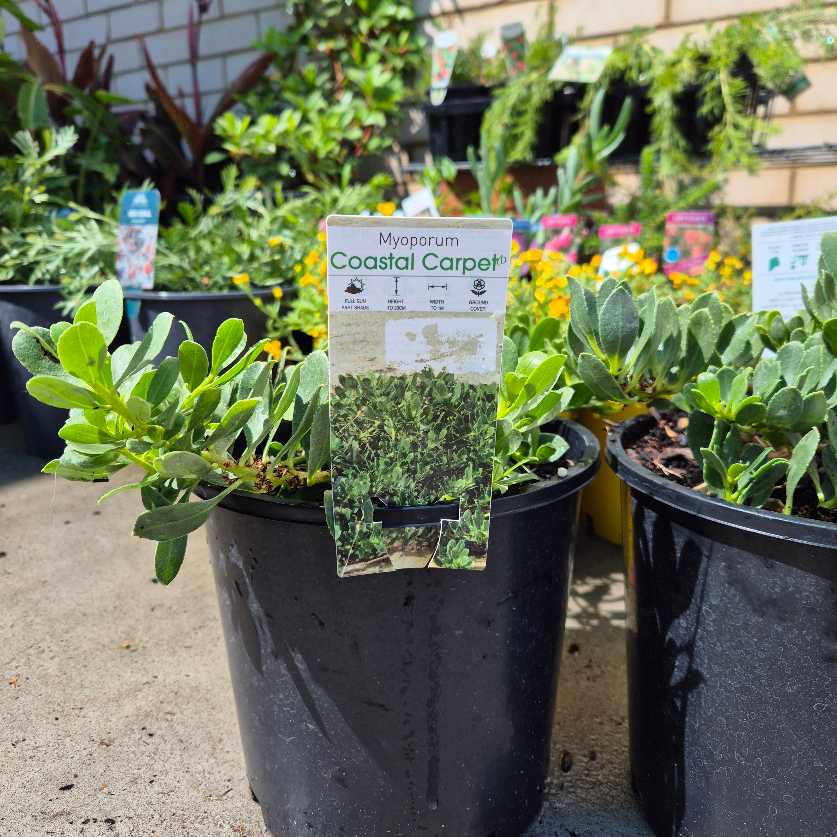 Potted plants with a Myersum Coastal Carpet sign in a garden setting
