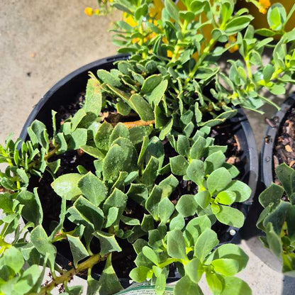 Close-up of potted plants with green leaves on a neutral background