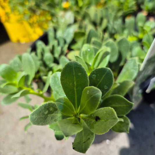 Close-up of green succulent leaves with a blurred background