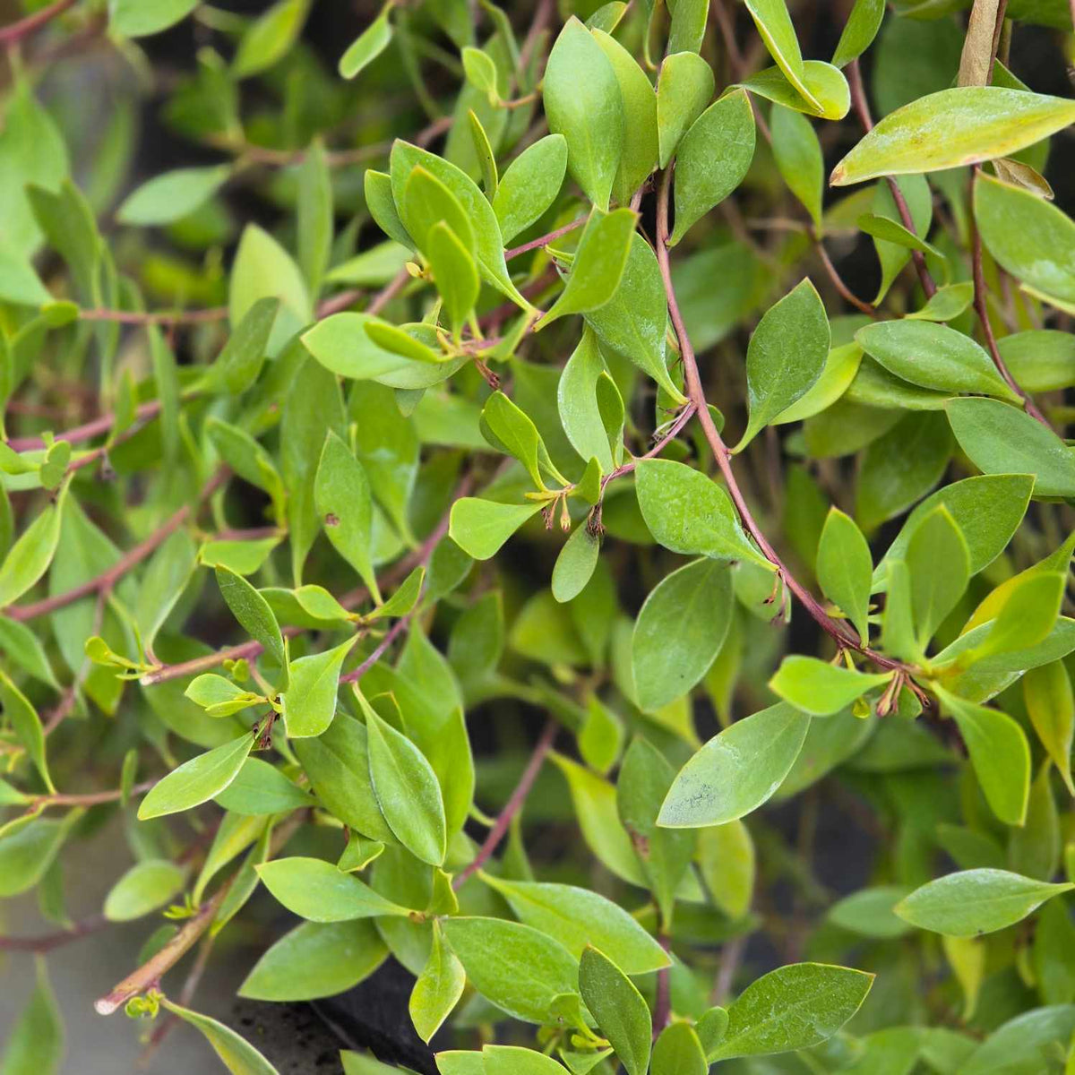 Close-up of a leafy green plant with oval light green leaves and reddish stems growing densely.