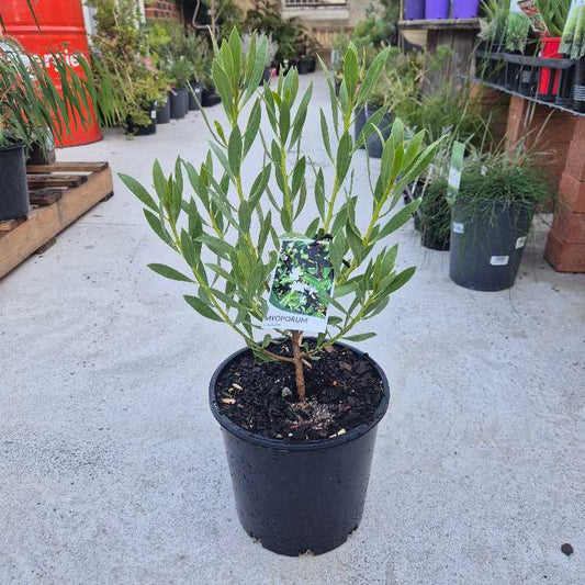 Potted plant with a tag on a concrete surface with other plants in the background
