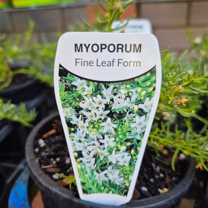 Plants in pots with a Myoporum label in the foreground