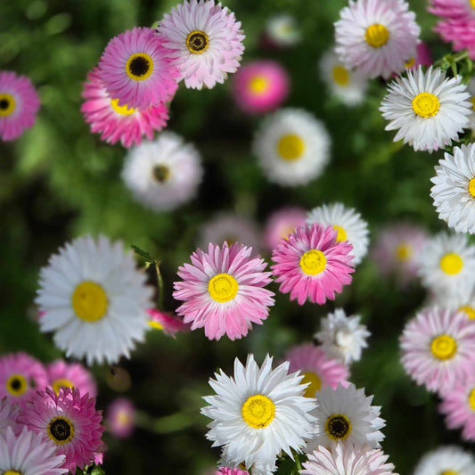 Pink and white daisy flowers with yellow centers blooming in a lush green field.