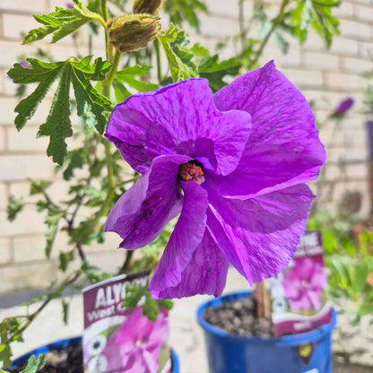 A close-up of a vibrant purple 'West Coast' flower blooming on a plant with green leaves, shown in a blue pot with a plant tag in a garden setting.