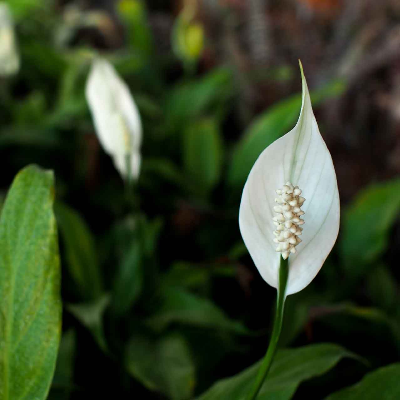 Peace Lilly Plant
