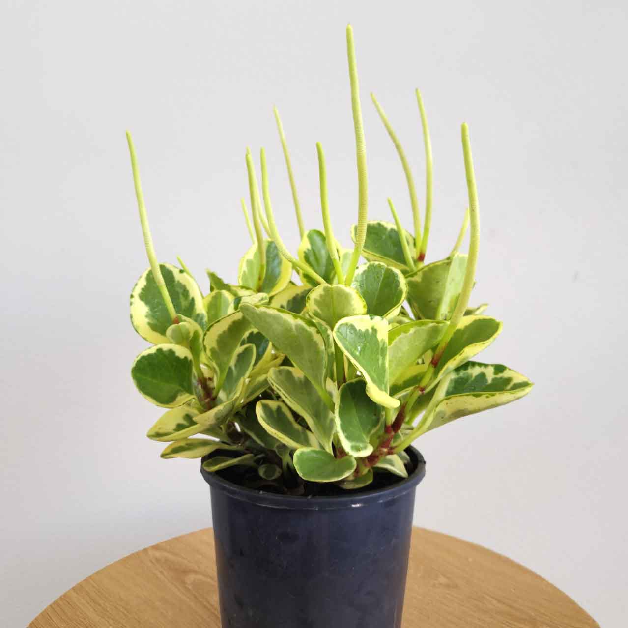 A peperomia obtusifolia variegated baby rubber plant in a black pot on a wooden table against a white background.